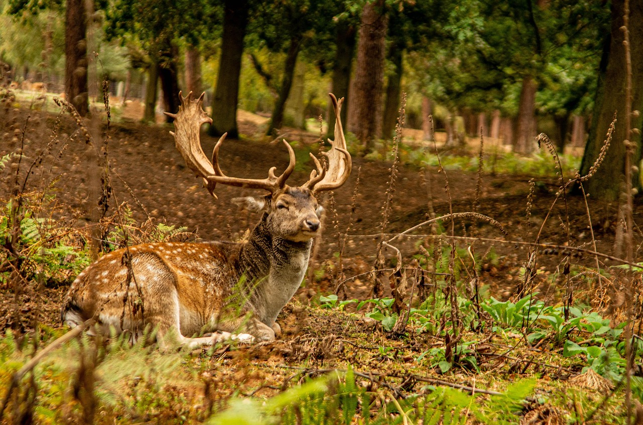 Hert Aan Het Eten Wild - Gratis foto op Pixabay - Pixabay