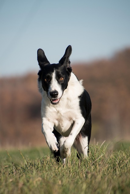 Câine, Canin, Animal De Companie, Intern