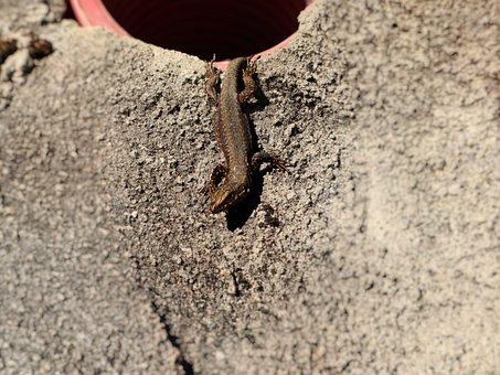 Eidechse, Reptil, Tier, Natur, Grün