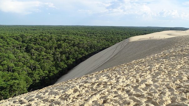 Free Dune Forest photo and picture