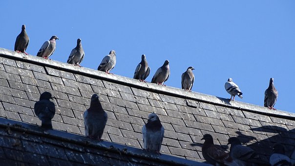 Free Pigeon Roof photo and picture