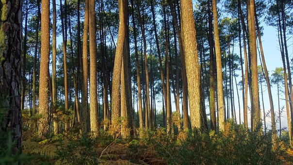 Free Pine Tree Forest photo and picture