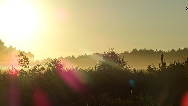 Free Sunrise Forest photo and picture
