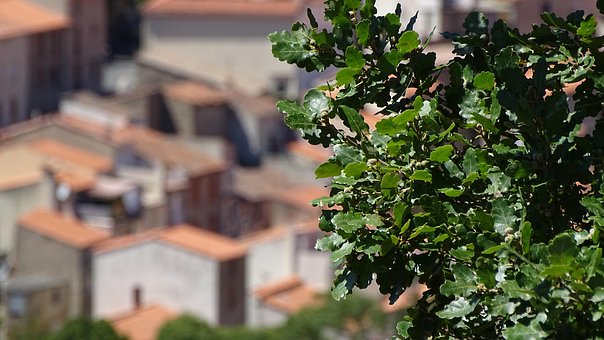 Free Village Tree photo and picture