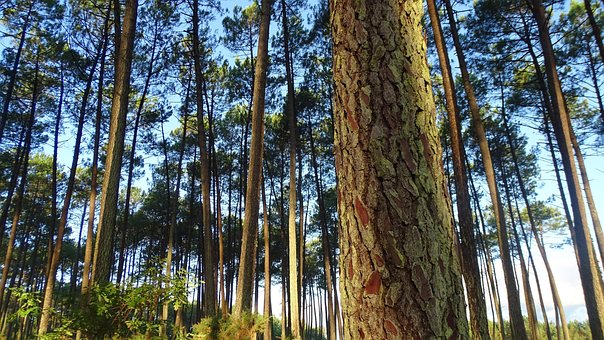 Free Wood Pine photo and picture