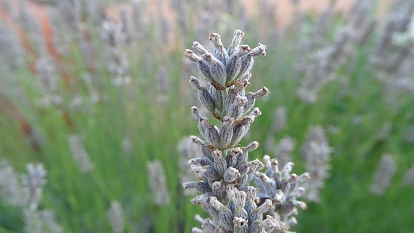 Free Lavender Nature photo and picture