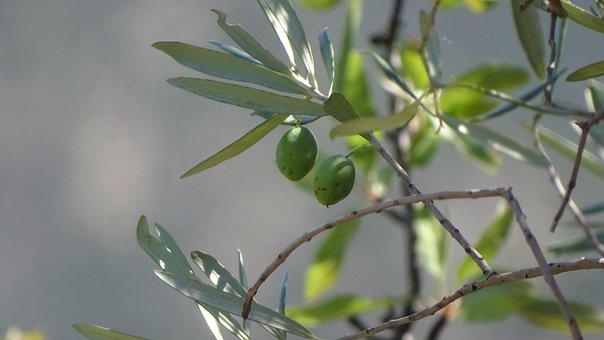 Free Olive Tree photo and picture