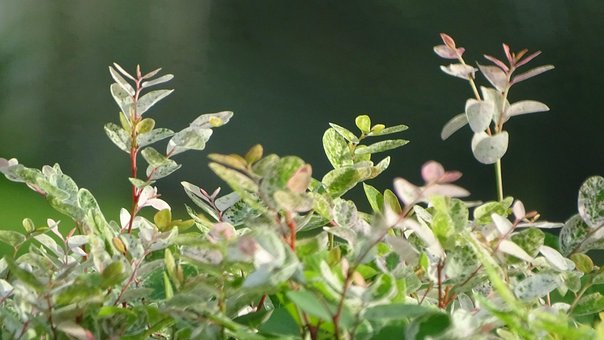 Free Plant Green photo and picture