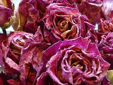 Free Rose Dried photo and picture