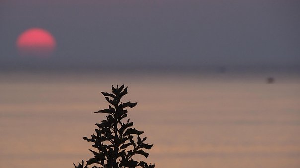 Free Sunset Tree photo and picture