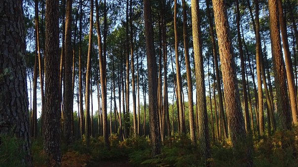 Free Forest Dense photo and picture
