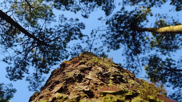 Free Tree Pine photo and picture
