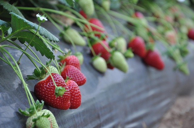 Erdbeeren, Basilikata, Candonga