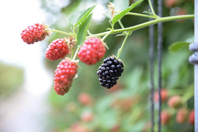 Strawberries, Himbeere, Beeren