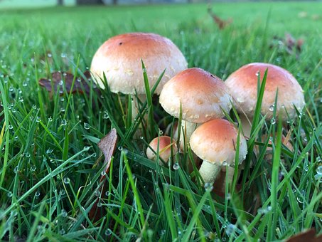 Free Mushroom Toadstool photo and picture
