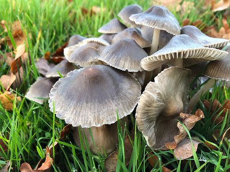 Free Mushroom Toadstool photo and picture