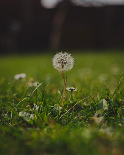 Löwenzahn, Blume, Natur, Feder, Pflanze