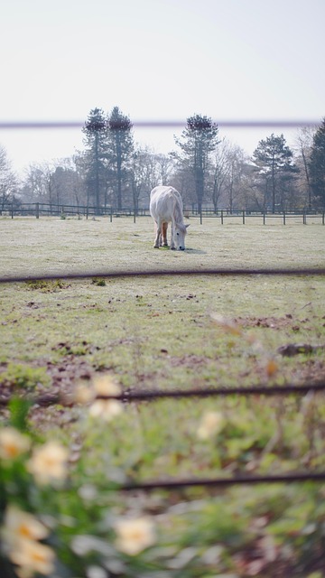 Pferd, Feld, Pferde, Tier, Natur