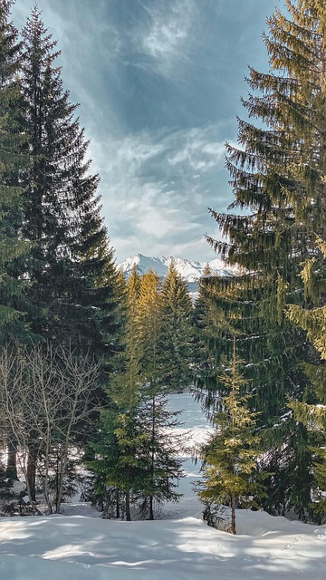 Bäume, Schnee, Wald, Berge, Kalt