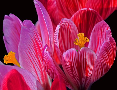 Free Flower Pink photo and picture