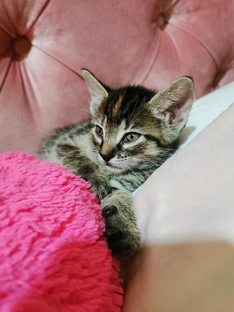 Free Cat Feline photo and picture