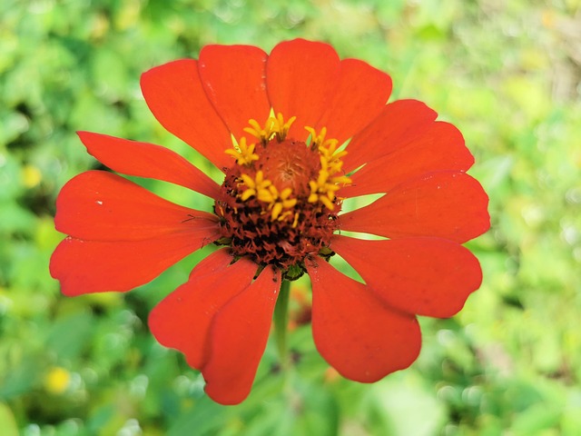 Free Flower Yard photo and picture