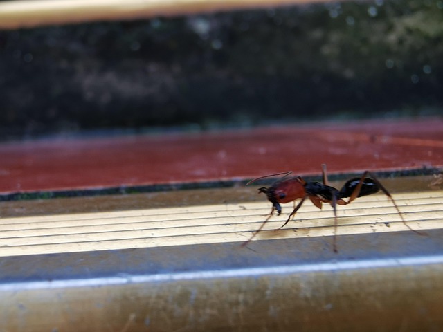Free Ant Insect photo and picture