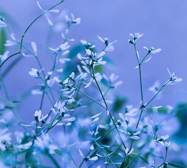 Flores, Natureza, Flora, Primavera