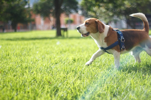 Free Beagle Dog photo and picture