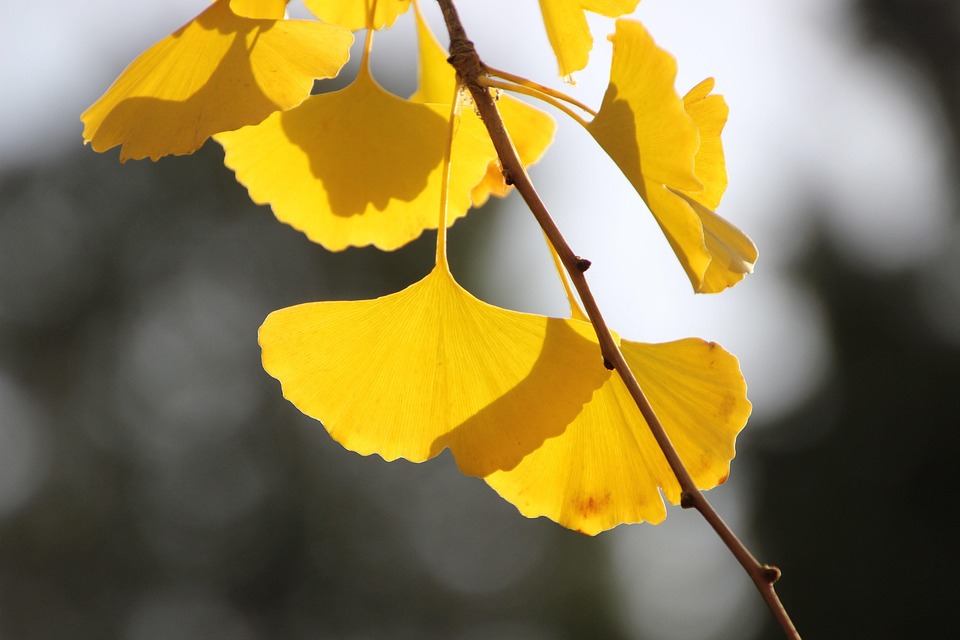 Gingko Leaf Example Gingko Leaves Branch - Free photo on Pixabay - Pixabay
