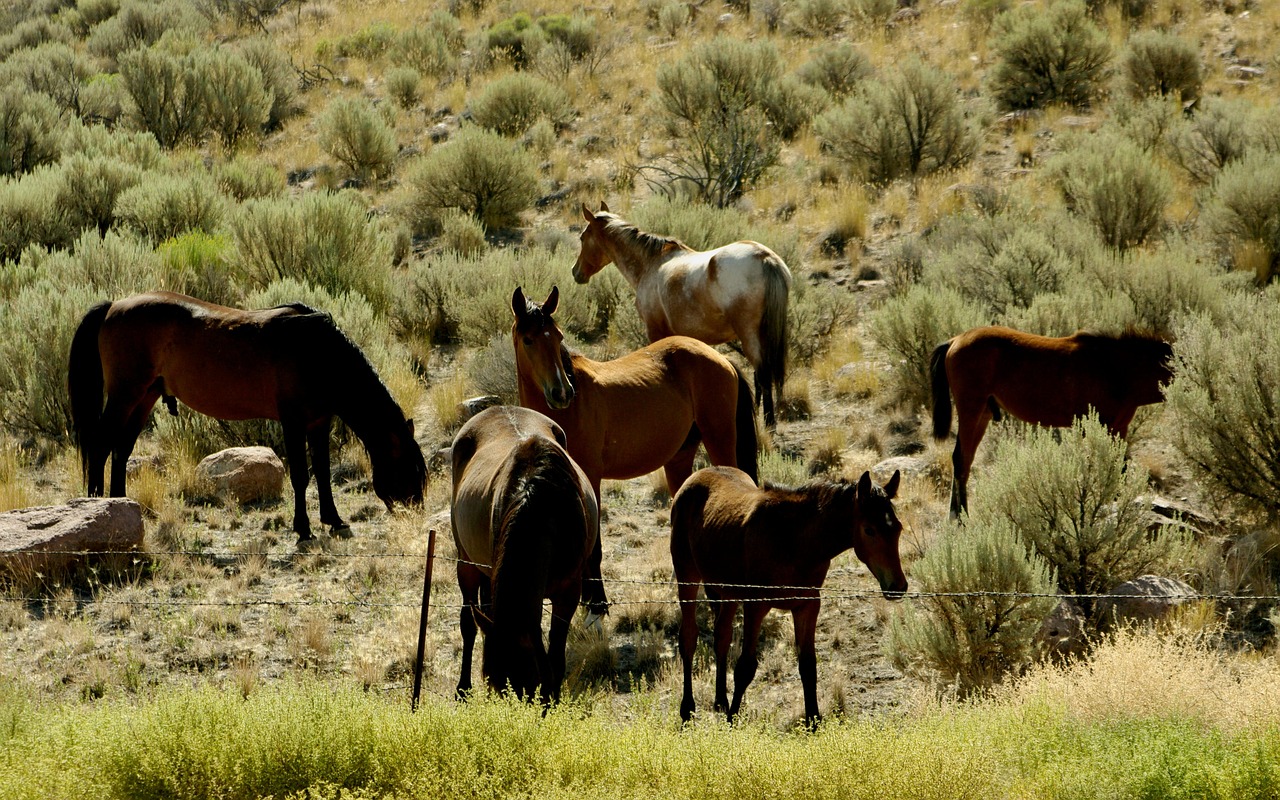 Horses - free online jigsaw puzzle photo