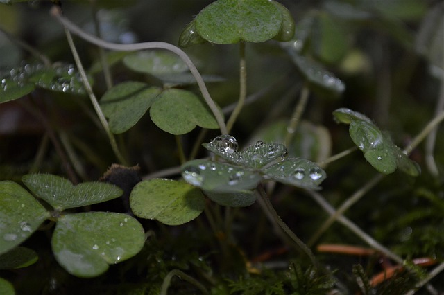 Free Rainy Autumn photo and picture