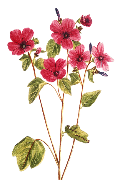 Free flowers petals stem illustration