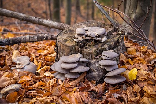 Free Mushrooms Stump photo and picture