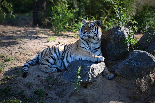 Tiger, Tier, Zoo, Natur, Säugetier