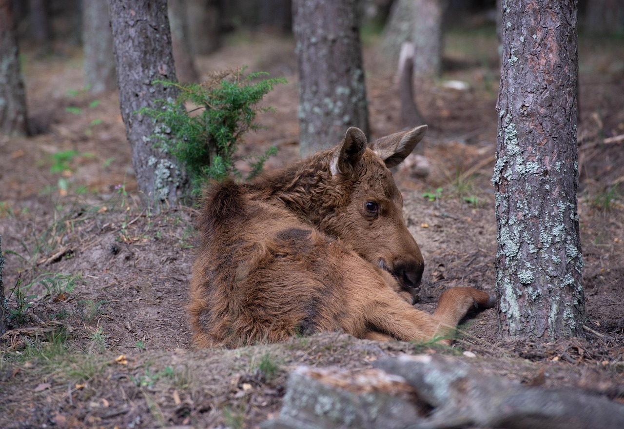 Alce Animal Natureza - Foto gratuita no Pixabay - Pixabay