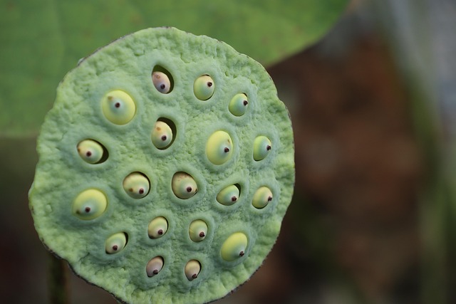 Lotus Seed Pod Plant - Free photo on Pixabay