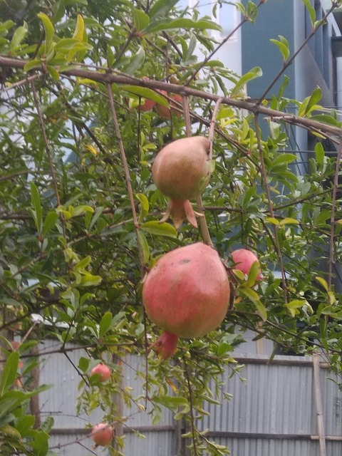 Free Pomegranate Fruit photo and picture