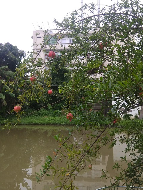 Free Pomegranate Pond photo and picture