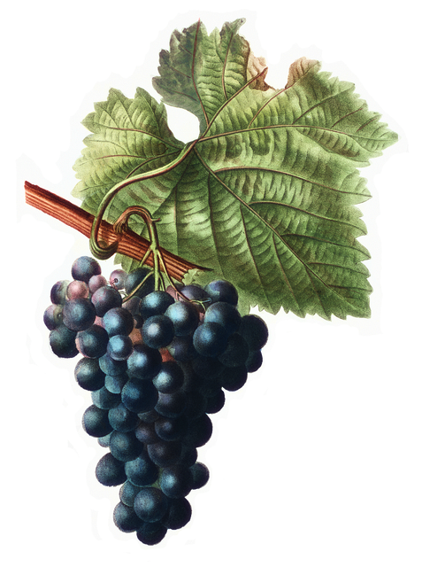 Free grapes fruit leaf illustration