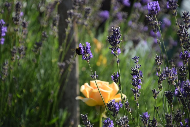 Free Garden Flower photo and picture