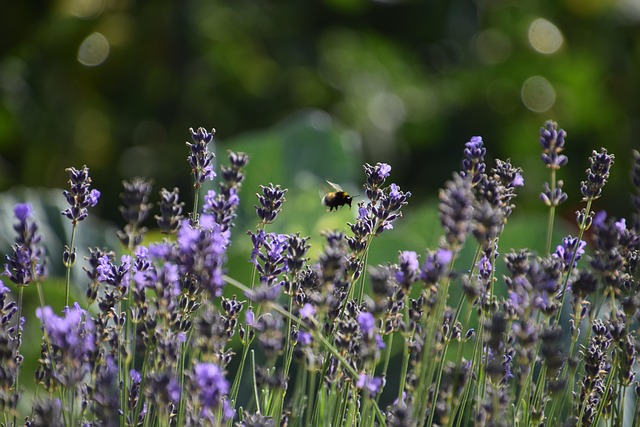 Free Garden Lavender photo and picture