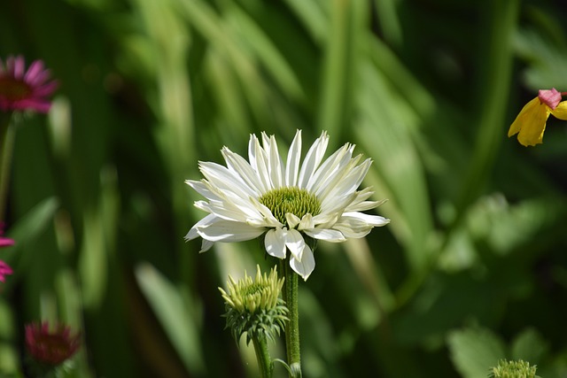 Free Flower Petals photo and picture