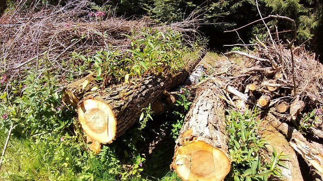 Free Nature Tree Trunk photo and picture