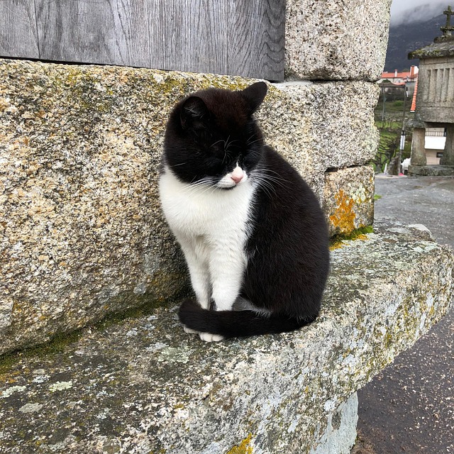 Portugal Cat Travel Free photo on Pixabay Pixabay