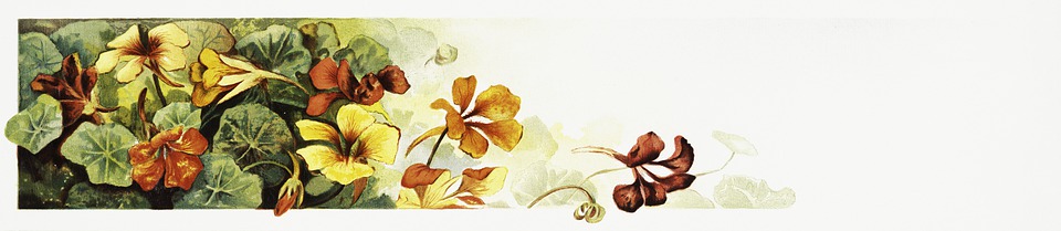 Free illustrations of Flowers