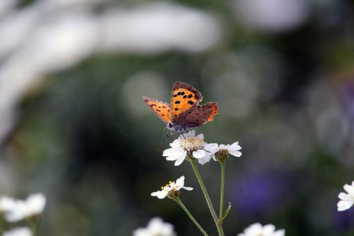 Sommerfugl, Blomster, Blomst Tapet