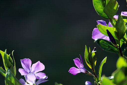 Stedsegrønne, Plante, Lilla, Violet