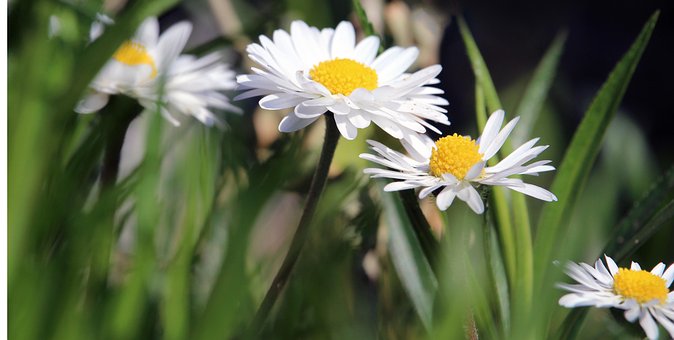 Tusindfryd, Blomst, Hvid, Forår, Natur