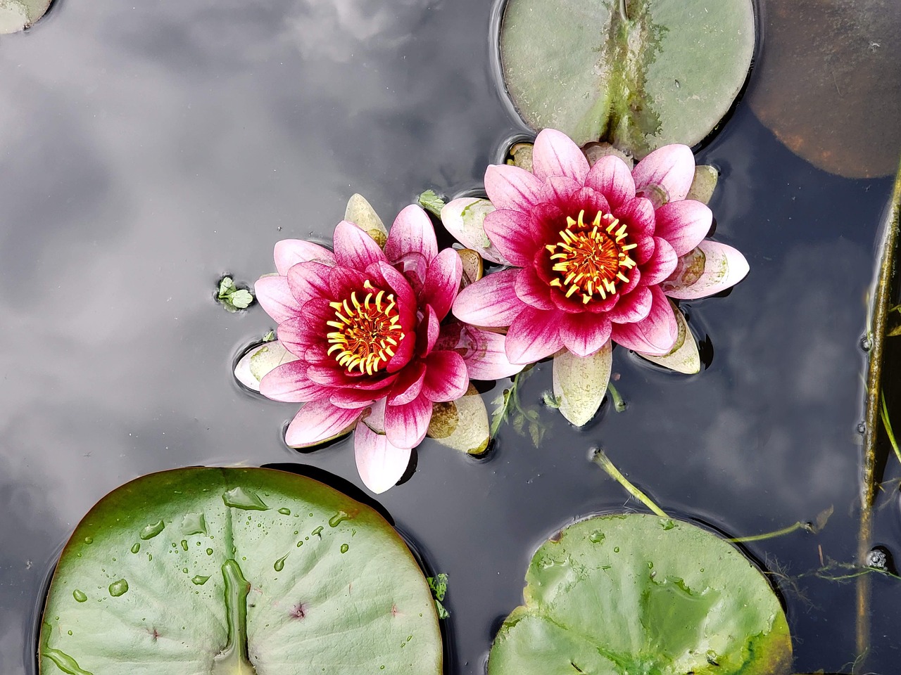 Lotus Lily Pad Pond - Free photo on Pixabay - Pixabay